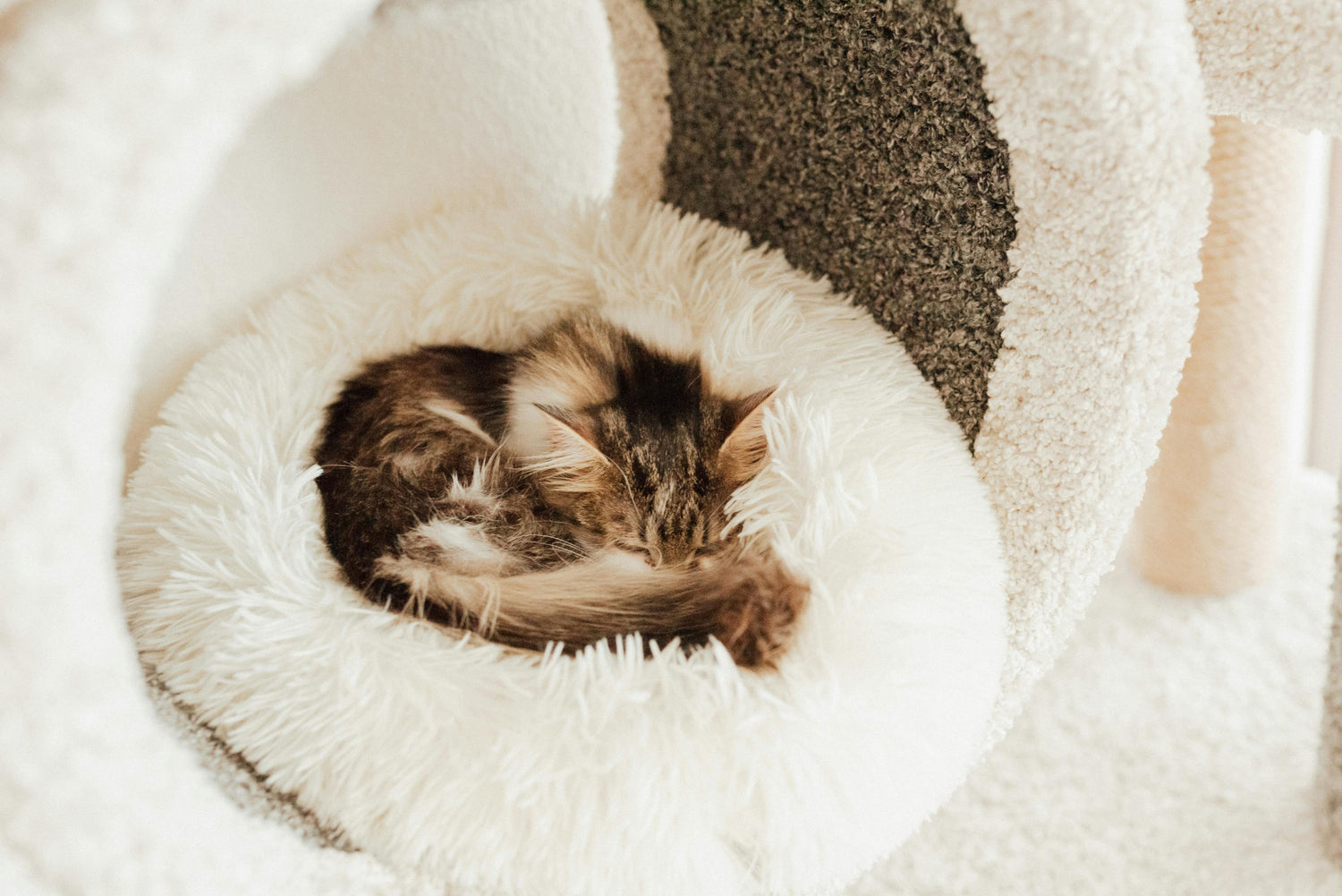 Cat Beds