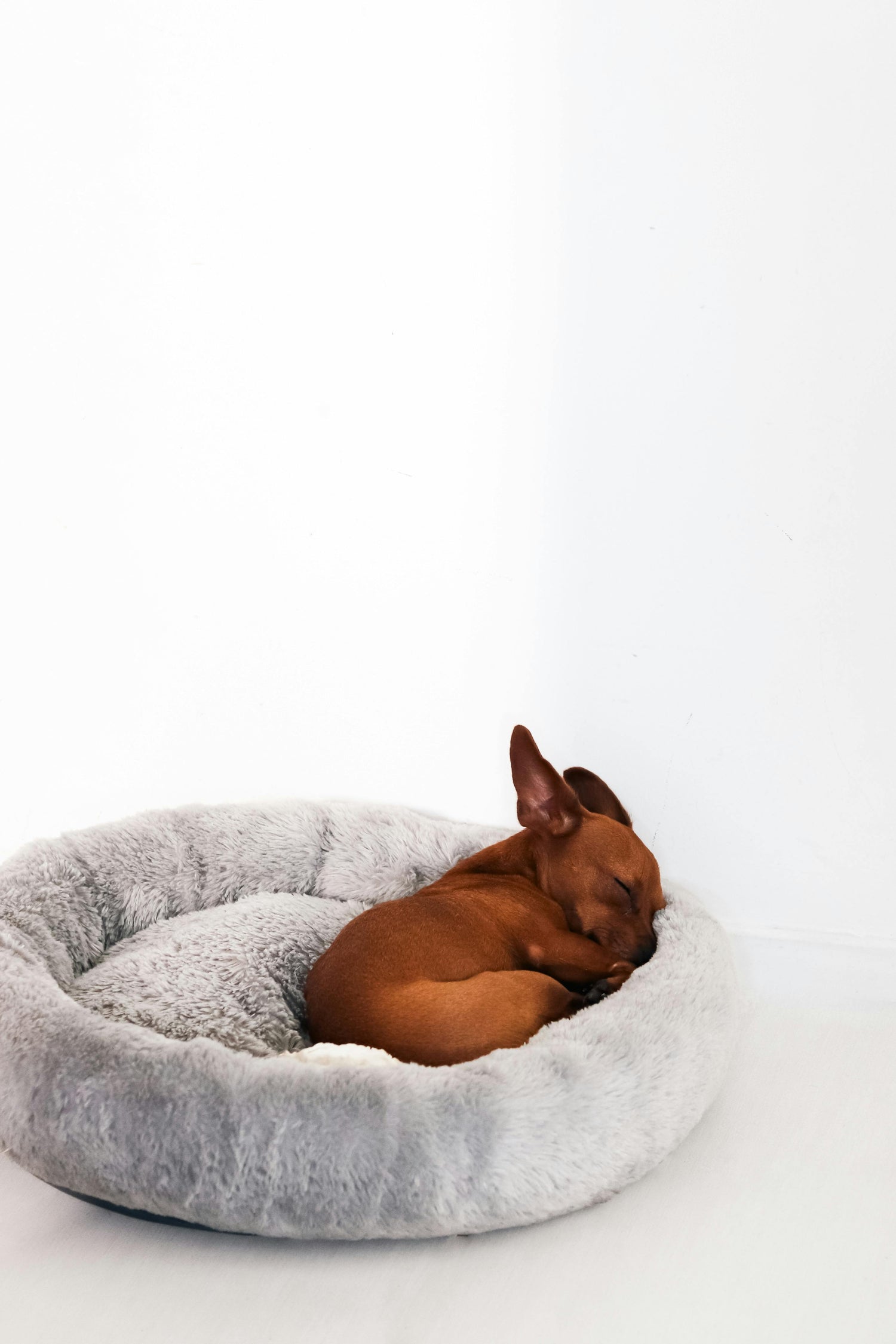 Dog Beds