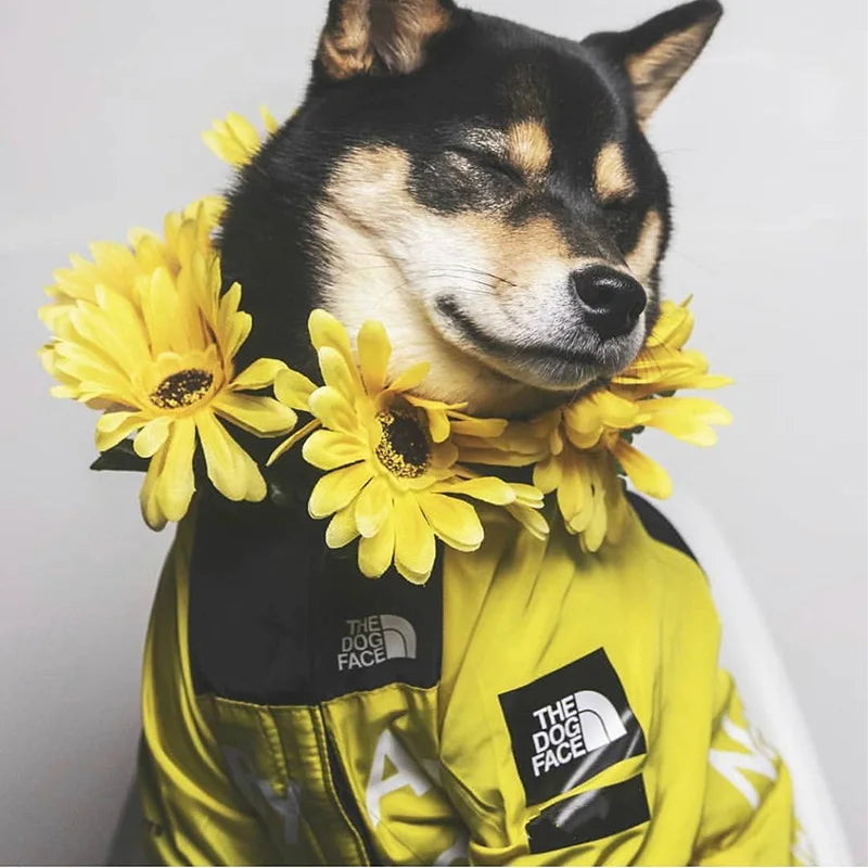 Raincoat For Small Big Dogs