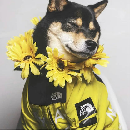 Raincoat For Small Big Dogs