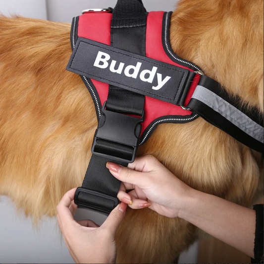 Personalized Dog Harness